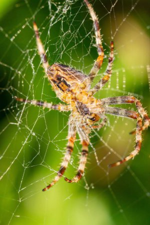 Photo for A vertical macro of a spider on a spiderweb - Royalty Free Image
