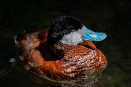 Photo for A close up of a ruddy duck (Oxyura jamaicensis) swimming in a pond - Royalty Free Image