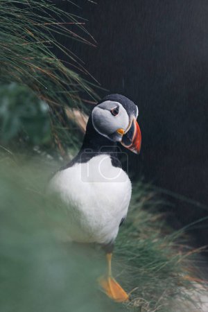 Photo for A vertical shot of colorful puffin bird sitting on grassy coast by the sea, Scotland on sunny day - Royalty Free Image