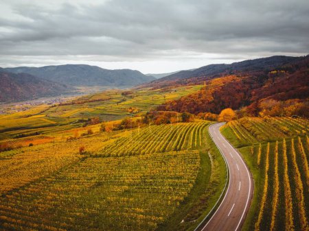Foto de Impresionante toma de otoño de camino curvo rodeado de hermosos árboles coloridos y campos agrícolas verdes bajo el cielo nublado - Imagen libre de derechos
