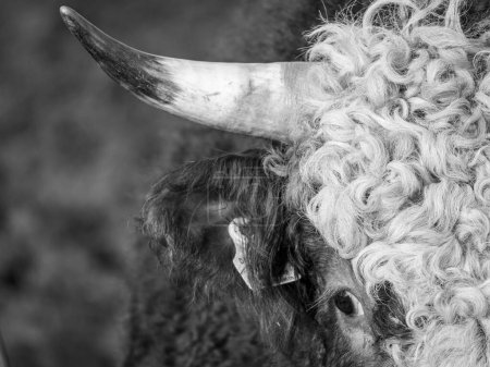 Foto de Un tiro a gran escala de la cabeza de un toro con cuerno afilado - Imagen libre de derechos
