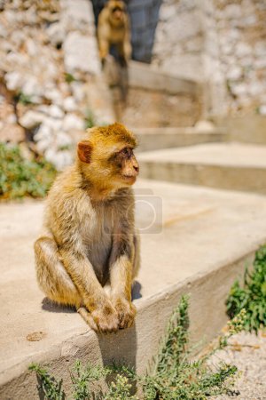 Téléchargez les photos : Un singe barbare (Macaca sylvanus) assis sur le sol par une journée ensoleillée avec un fond flou - en image libre de droit