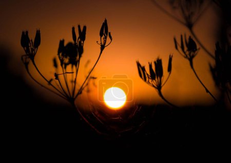 Téléchargez les photos : Une vue rapprochée d'un cocon fleuri avec un coucher de soleil à l'horizon - en image libre de droit