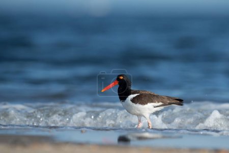Téléchargez les photos : Gros plan d'un oiseau Oystercatcher américain - en image libre de droit
