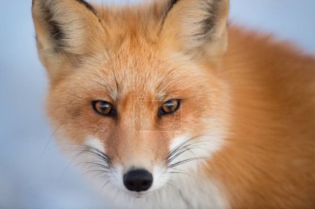 Photo for A portrait of a beautiful Ezo red fox - Royalty Free Image
