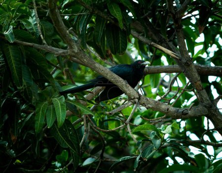 Téléchargez les photos : Gros plan d'un Koel noir asiatique avec un bec blanc perché sur un arbre - en image libre de droit