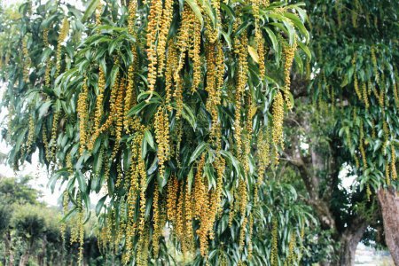 Téléchargez les photos : Gros plan de la branche de Lophanthera au feuillage vert luxuriant et aux bourgeons jaunes. - en image libre de droit