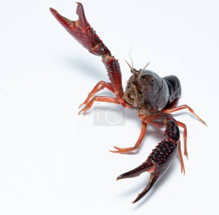 Téléchargez les photos : Gros plan d'un crabe Procambarus clarkii sur fond blanc - en image libre de droit