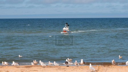 Foto de Una hermosa vista de las gaviotas de arenque europeas en la playa por salpicaduras de olas marinas con cielo azul en el horizonte - Imagen libre de derechos