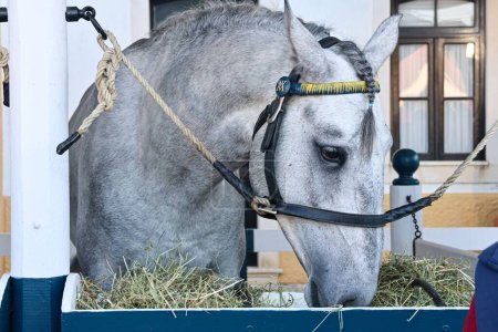 Téléchargez les photos : Un gros plan d'un cheval gris mangeant de l'herbe. Foire nationale du cheval 2022 à Golega, Portugal. - en image libre de droit