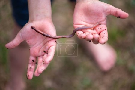 Téléchargez les photos : Un ver de terre sur les mains d'une fille sur un fond flou - en image libre de droit