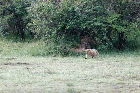 Foto de Una hermosa toma de un cachorro de león del orgullo Topi caminando alrededor de arbustos verdes en el Masai Mara, Kenia - Imagen libre de derechos