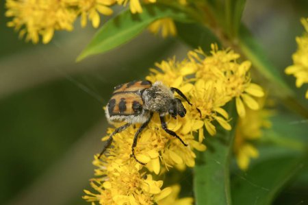 Téléchargez les photos : Une macro-photo d'une abeille pollinisant des fleurs dans un jardin - en image libre de droit