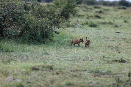 Foto de Dos cachorros de león del orgullo Topi relajándose en Masai Mara, Kenia - Imagen libre de derechos