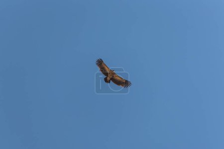 Téléchargez les photos : Un cliché en angle bas d'un vautour aux ailes ouvertes planant dans le ciel bleu - en image libre de droit