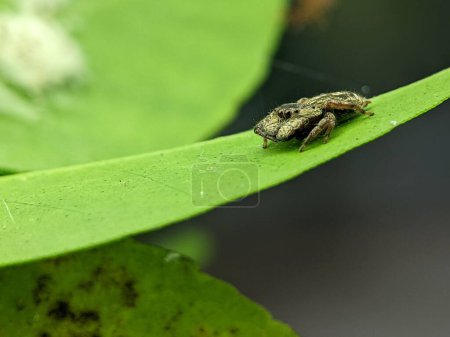 Photo for A macro shot of a small weird bianor spider on a green leaf surface - Royalty Free Image
