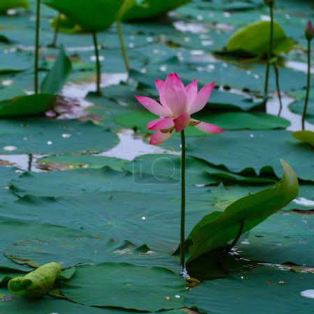 Photo for A close-up shot of a Nut-bearing lotus (Nelumbo nucifera) - Royalty Free Image