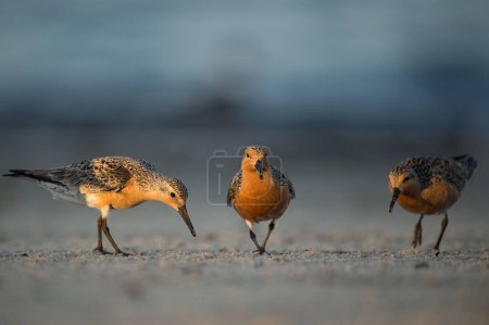 Photo for A close-up shot of a three red knots on the coast - Royalty Free Image