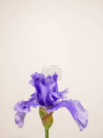 Téléchargez les photos : Un plan vertical d'un bel iris allemand violet (Iris germanica) avec un mur rose en arrière-plan - en image libre de droit
