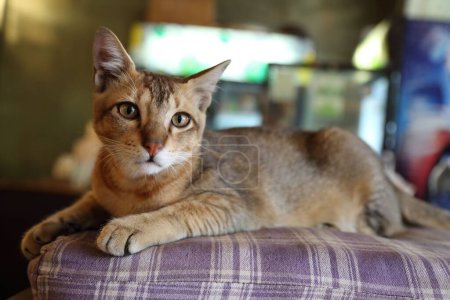 Téléchargez les photos : Un chat Chausie couché sur le canapé - en image libre de droit