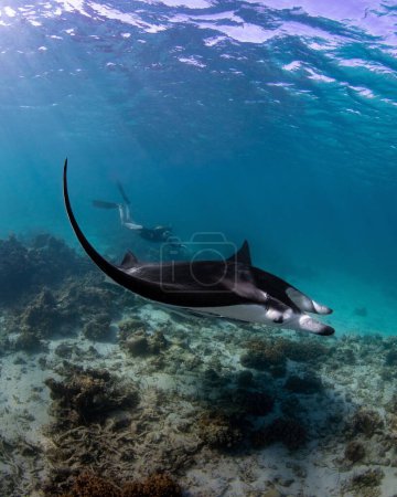 Foto de Una buzo hembra nadando con un rayo manta oceánico (Mobula birostris) - Imagen libre de derechos