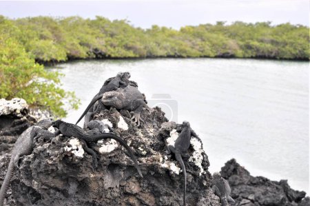 Photo for A closeup of marine iguanas on a rocky shore surrounded by water with a blurry background - Royalty Free Image