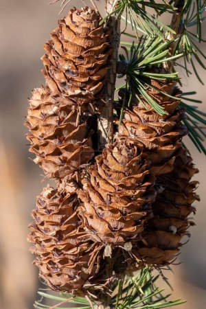 Photo for A vertical shot of pine cones growing in the forest - Royalty Free Image