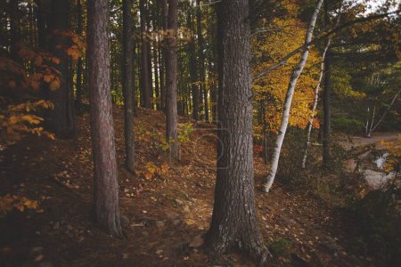 Foto de Una toma de bajo ángulo de un hermoso bosque en Ontario, Canadá - Imagen libre de derechos