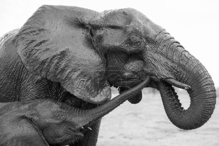 Téléchargez les photos : Un gros plan d'éléphant avec bébé - en image libre de droit