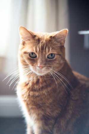 Photo for A portrait of a cute fluffy ginger-striped cat sitting in sunlight looking into the camera - Royalty Free Image