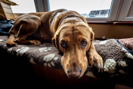 Nahaufnahme eines braunen Tirolerhundes, Tiroler Bracke, der auf einer Couch liegt