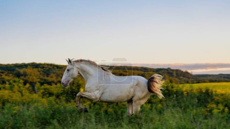 Téléchargez les photos : Un beau cliché d'un cheval blanc courant dans un champ de fleurs jaunes au coucher du soleil tourné en longue exposition - en image libre de droit