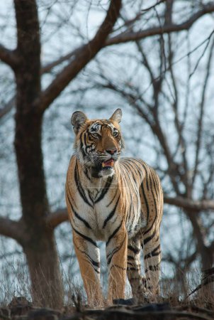 Téléchargez les photos : Tigre regardant au-dessus du parc national à la recherche de pré - en image libre de droit