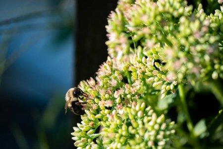 Téléchargez les photos : Un gros plan d'abeille sirotant le nectar de la plante - en image libre de droit