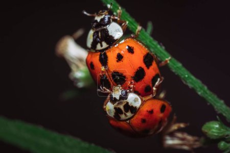Photo for A closeup of a pair of Ladybugs mating on a stem of a plant - Royalty Free Image