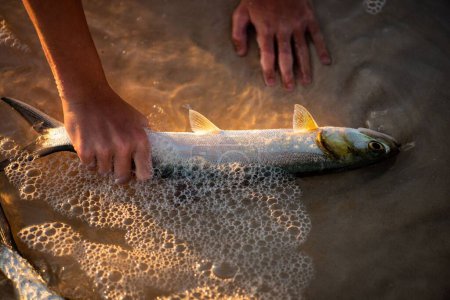 Téléchargez les photos : Une personne cueille à la main un poisson échoué - en image libre de droit