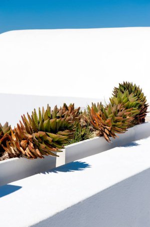 Foto de Una fila de plantas de cactus en macetas - Imagen libre de derechos