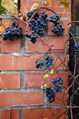 Téléchargez les photos : Plan vertical d'une vigne commune (Vitis vinifera) avec un mur de briques en arrière-plan - en image libre de droit