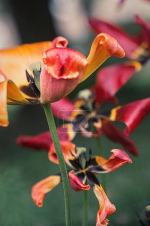 Foto de Una macro toma vertical de pétalos marchitos de colores de tulipanes - Imagen libre de derechos
