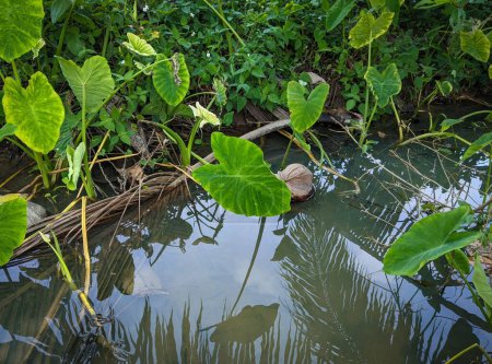 Foto de Un primer plano de un pequeño estanque en un campo de taro en Windward Oahu - Imagen libre de derechos