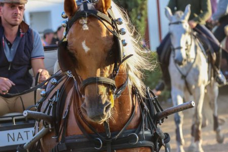 Téléchargez les photos : Un gros plan avant d'un cheval lors de la foire nationale du cheval, chevaux et les gens brouillé arrière-plan - en image libre de droit