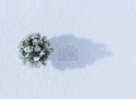 Photo for A Christmas tree with shadow on a snow-white background. New Year or winter concept. - Royalty Free Image