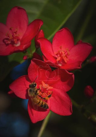 Téléchargez les photos : Gros plan vertical d'une abeille sur une fleur rouge - en image libre de droit