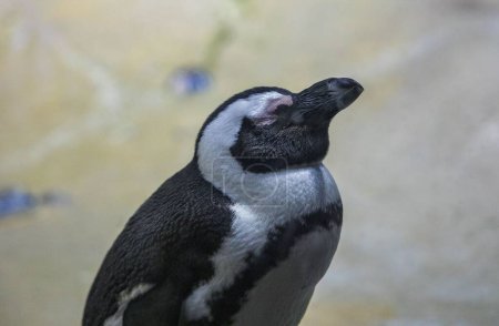 Téléchargez les photos : Un gros plan d'un pingouin endormi mignon - en image libre de droit