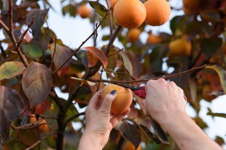 Foto de Un enfoque selectivo de cerca de las manos recogiendo caquis naranjas con tijeras de jardín - un concepto de cosecha - Imagen libre de derechos