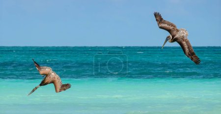 Foto de Pelícanos cubanos buceando en el agua acuática. - Imagen libre de derechos