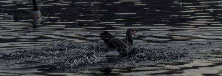 Téléchargez les photos : Une vue rapprochée d'un canard vient d'atterrir dans l'eau - en image libre de droit