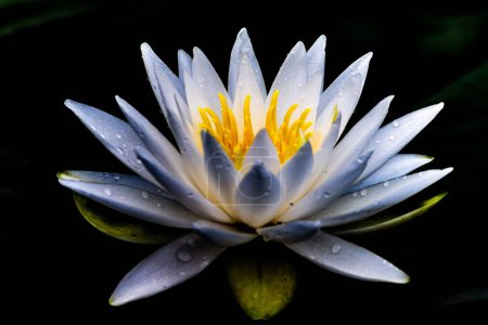 Téléchargez les photos : Gros plan d'une fleur de lys blanc avec des gouttes d'eau sur un fond noir - en image libre de droit