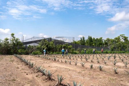Foto de Los agricultores trabajan en el jima de agave en el campo para llevar a la fábrica de tequila. Tequila, Jalisco, México - 15 de agosto de 2020: - Imagen libre de derechos