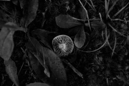 Téléchargez les photos : Une échelle de gris d'un champignon sauvage sur le sol entre les plantes - en image libre de droit
